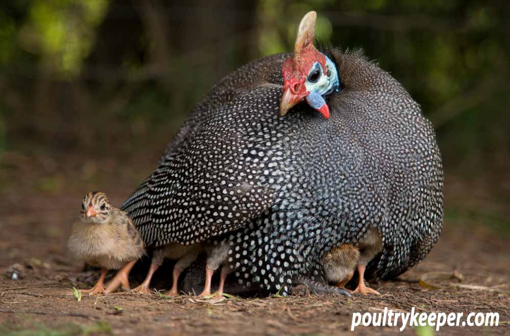 Guinea fowl brooding her keets