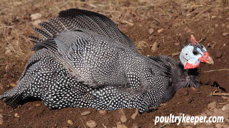 Guinea Fowl having a dust bath