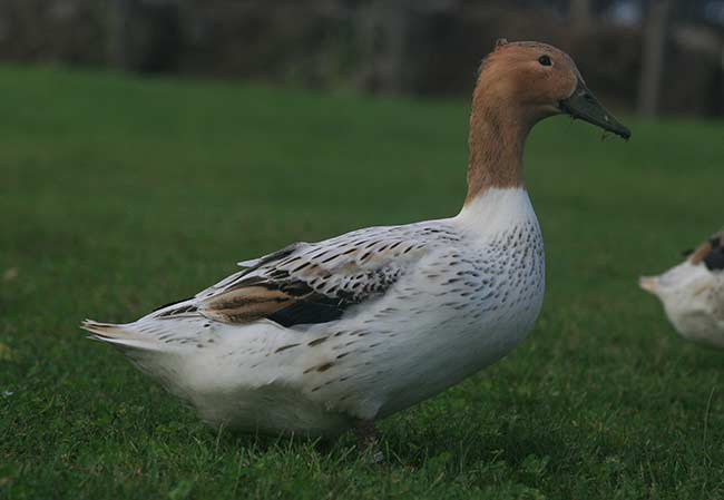 Abacot Duck