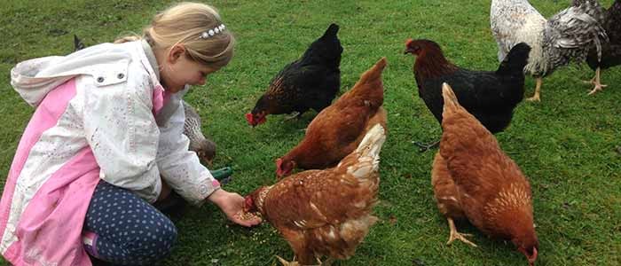Child with Chickens