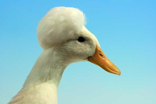 Best Crested Duck