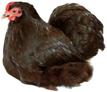 Pekin Bantam