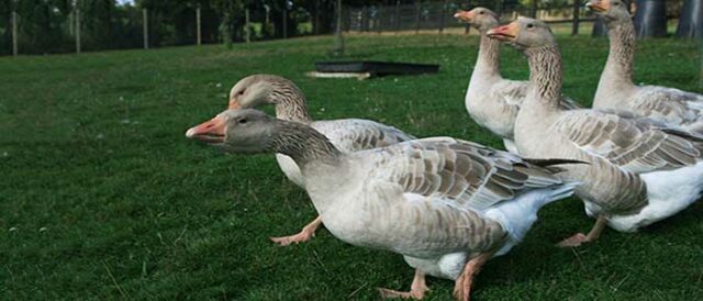 Brecon-Buff-Gander-and-flock