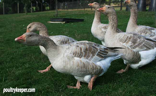 Brecon-Buff-Gander-and-flock