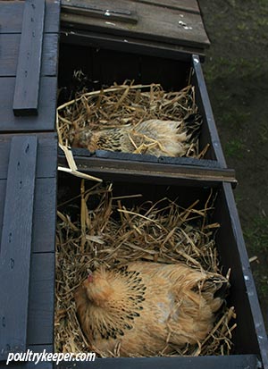 Broody Bantams