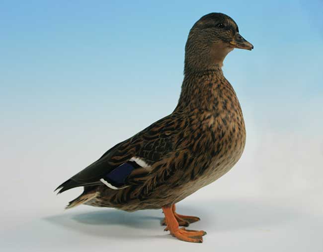 Champion duck