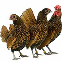 Chicken Breeds