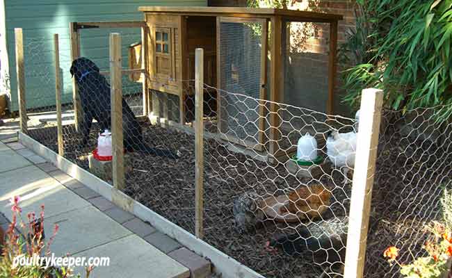 Chicken-Run-small-space