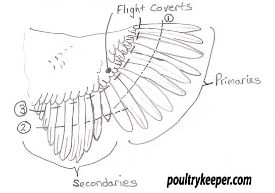 Chicken Wing Clipping Diagram