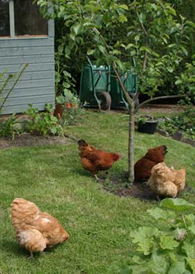 Chickens and Gardening