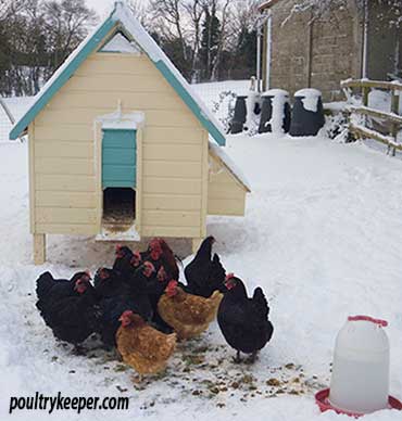 Chickens in Snow