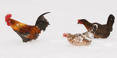 Chickens in Cold Weather