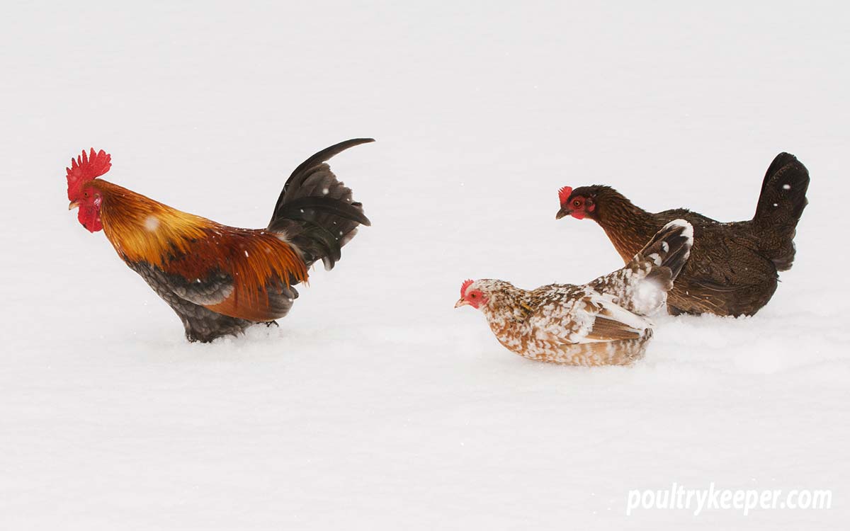 Keeping Chickens Warm in Extreme Cold Winter Weather