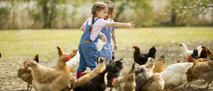 Feeding Chickens - What Should I Feed My Chickens?