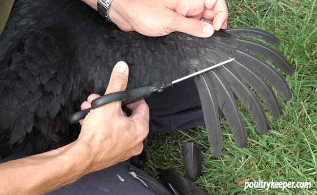 How to Clip a Chicken's Wing