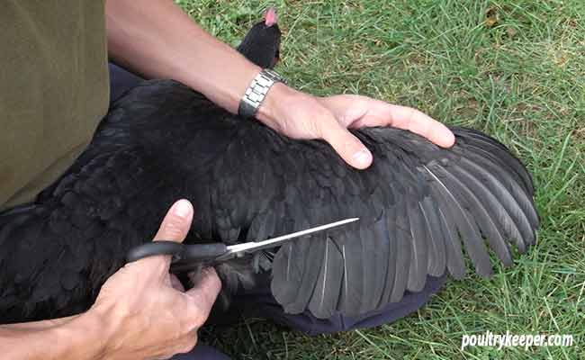 Wing Clipping