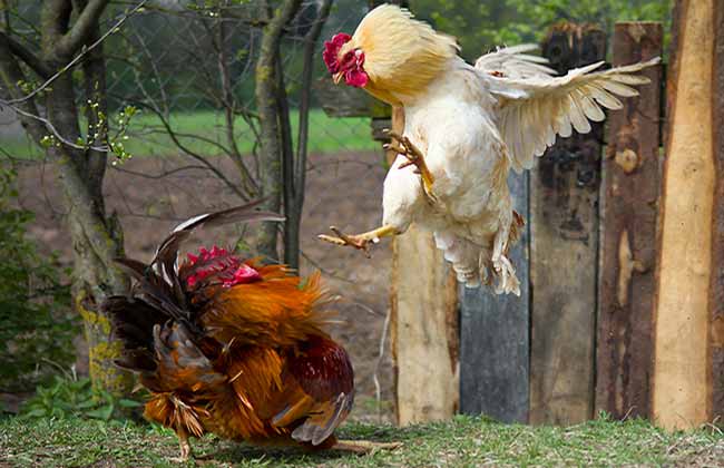 Assessing a Cockerel’s Temperament with Children