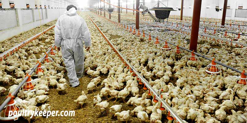 Commercially Raised Broiler Chickens