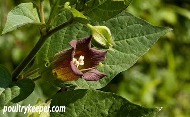 Poisonous Plants For Chickens