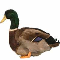 Duck Breeds