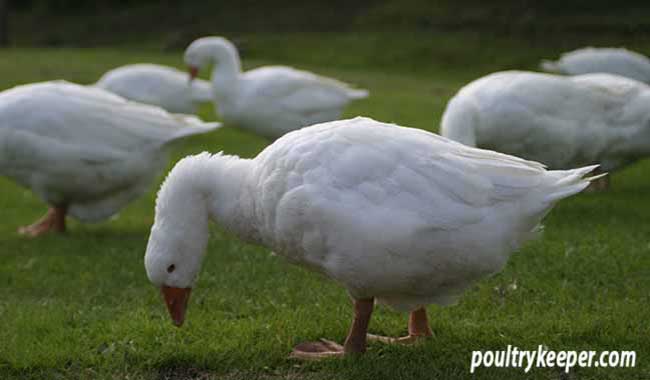 Feeding-Geese-for-the-Table