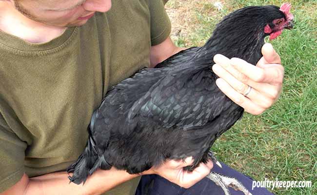 Clipping a chickens wing