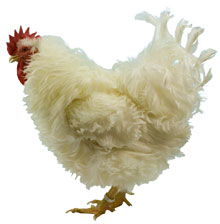 Frizzle Cock