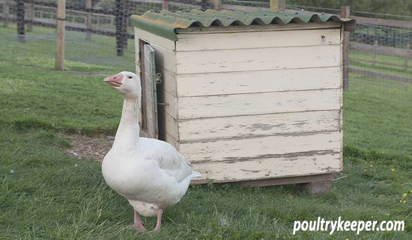 Gander on Guard for Broody