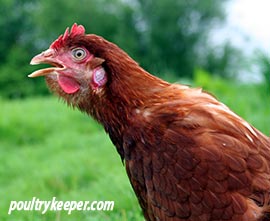 Guide To Worming Chickens How To Test Treat Worms