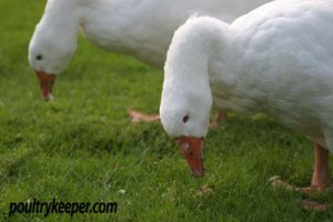 geese feeding