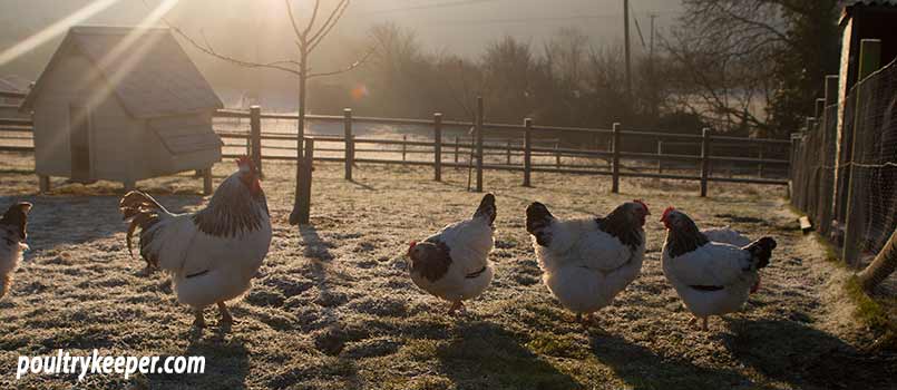 Keeping chickens in autumn