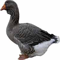 Goose Breeds