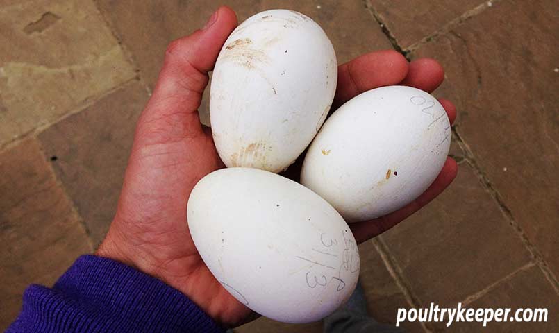 goose eggs hatching