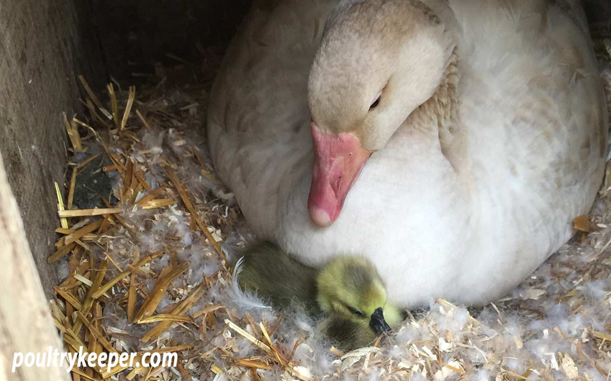 Hatching Goslings a Broody Goose