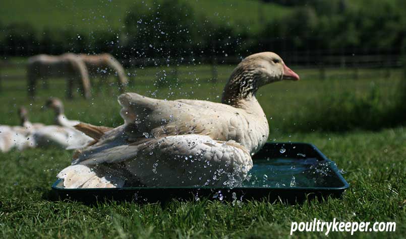 Goose in Bath