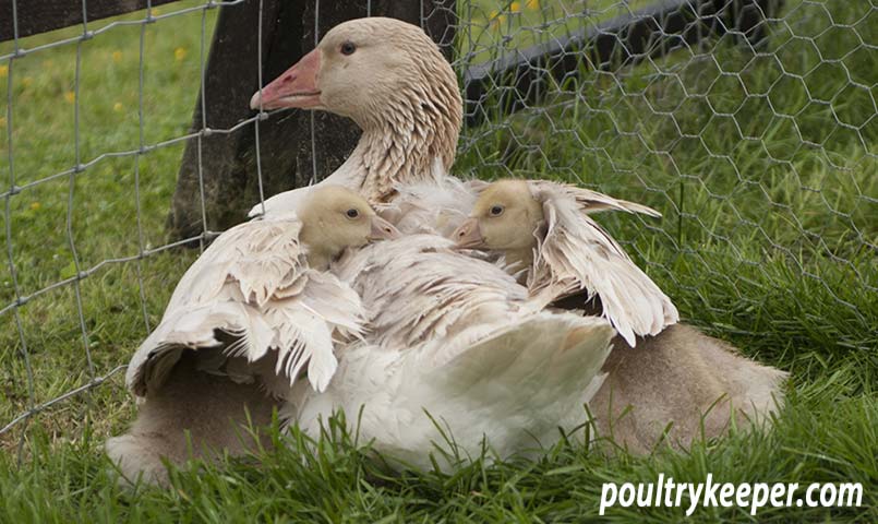 Goose with Goslings