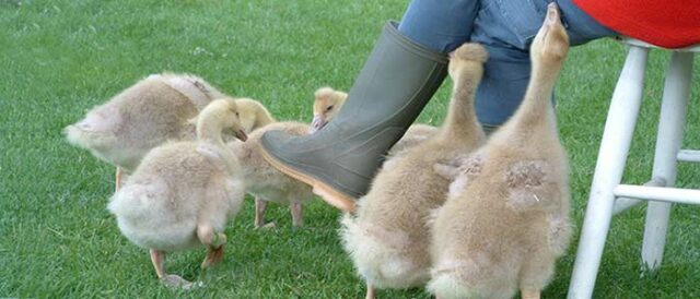 goslings