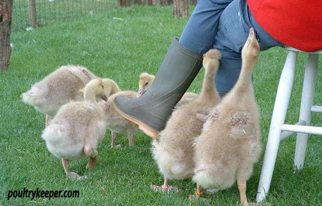 Goslings