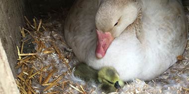 Hatching Goslings with a Broody Goose