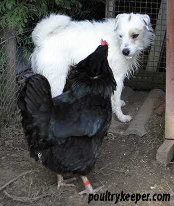 Hen standing up to dog