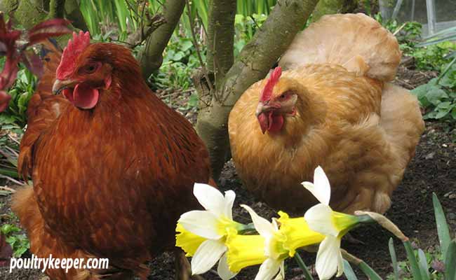 Hens-in-the-Garden