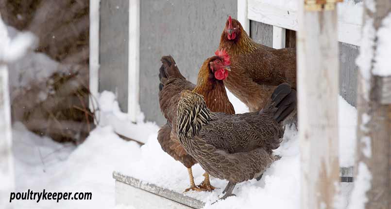 Keeping chickens in cold weather