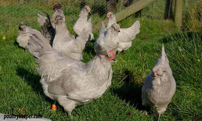 Lavender Buff Columbian x Lavender Partridge Brahma (Isabel) - what can I  expect??