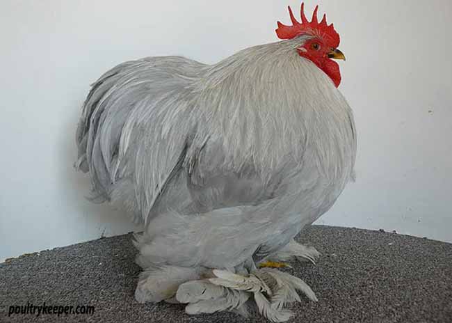 Lavender Cochin Bantam Male