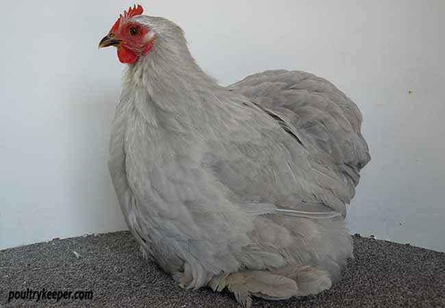 Lavender Buff Columbian x Lavender Partridge Brahma (Isabel) - what can I  expect??