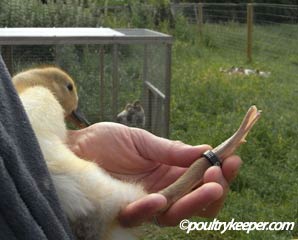 Leg-Ring-on-Duckling