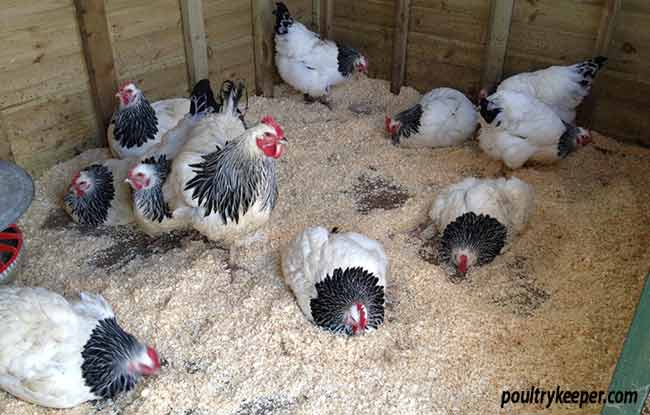 Light Sussex have dust bath