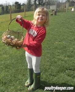 Looking After Chickens