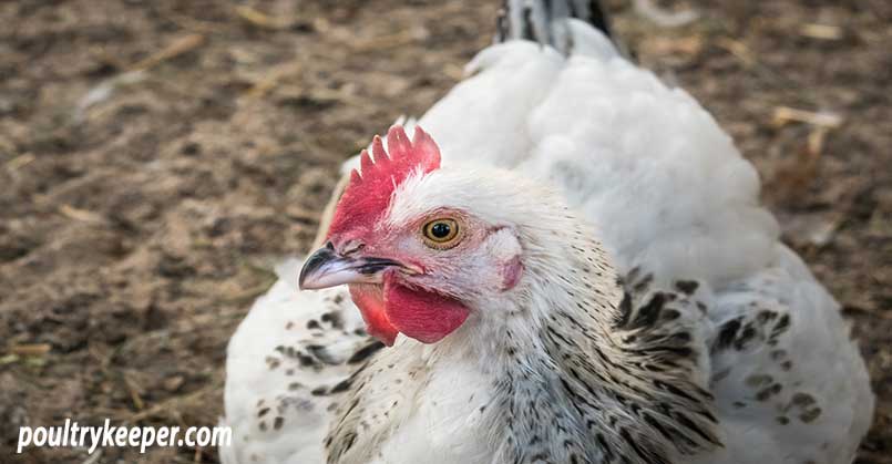 Mastergris-Table-Chicken