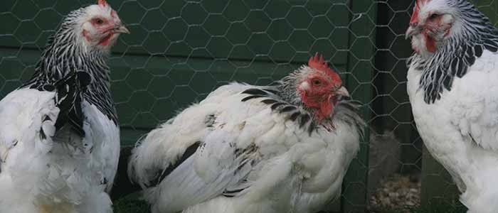 Chickens Moulting